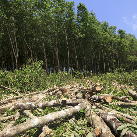 Amazon Deforestation