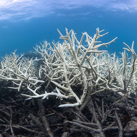 Coral Bleaching