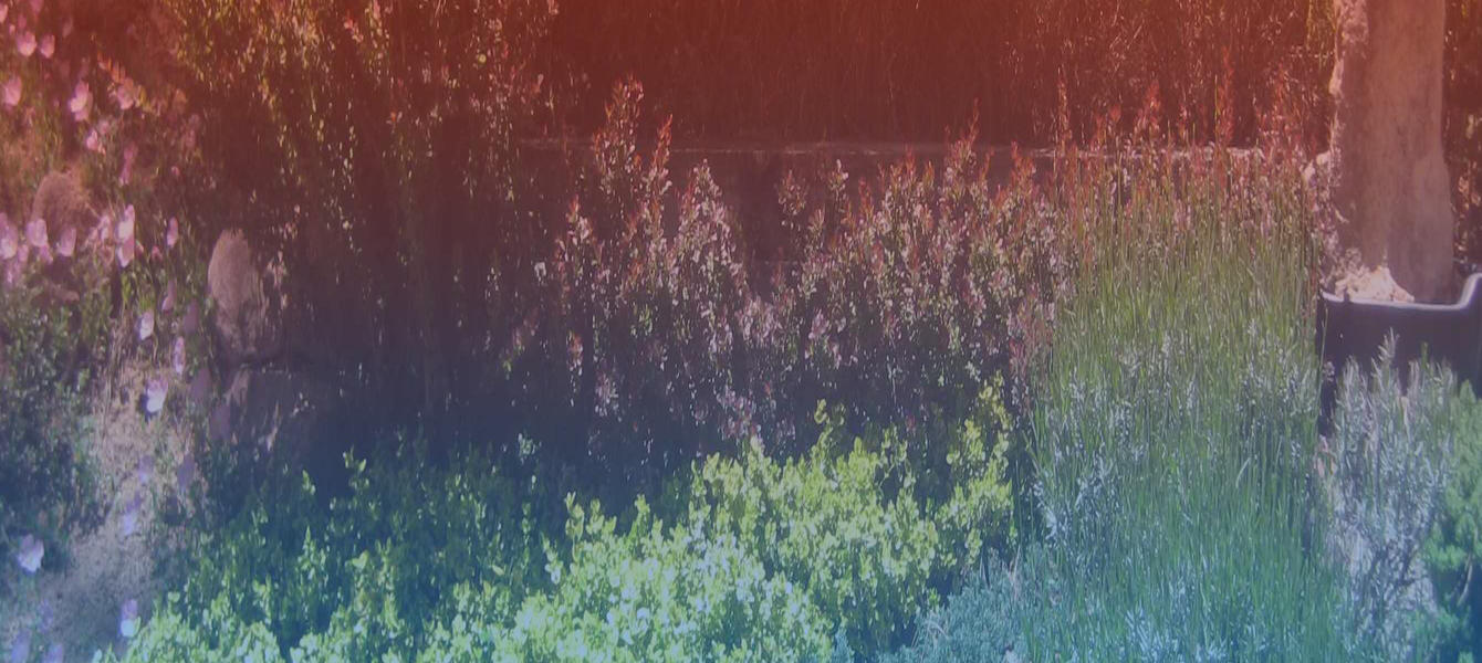 Water Wise for Homes and Landscapes (Parts I & II)